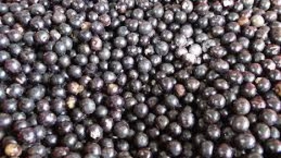 Plantação de açaí em Penalva no Maranhão.