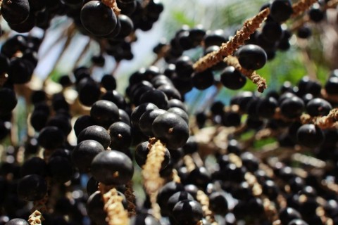 O fenômeno do açaí e a revolução sustentável da Amazônia